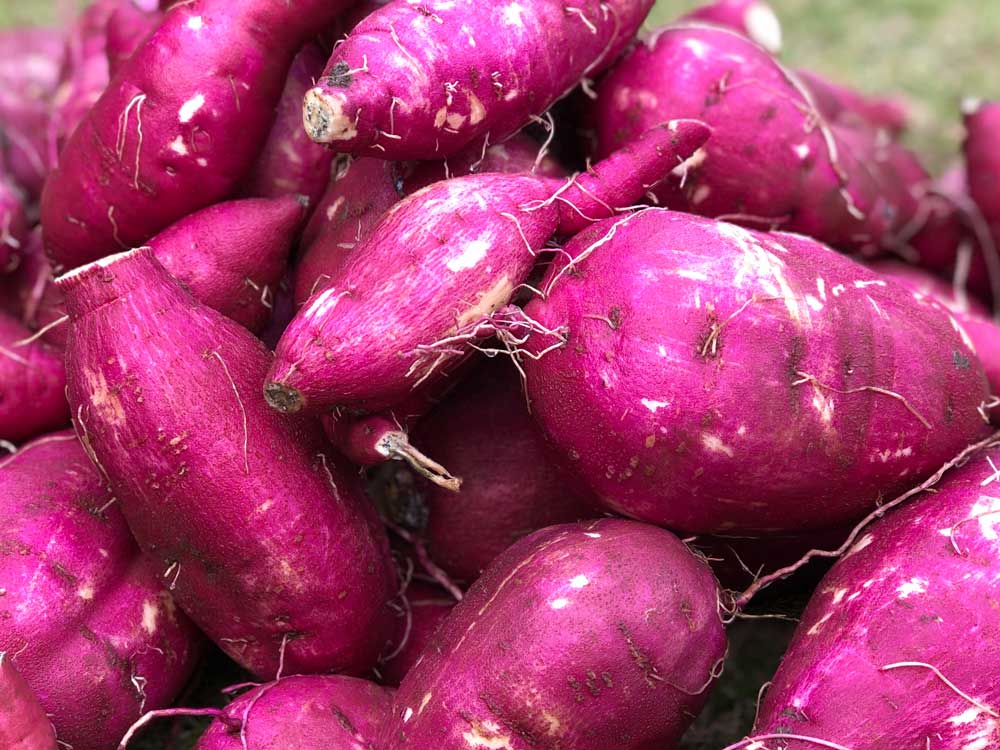 さつまいもイメージ