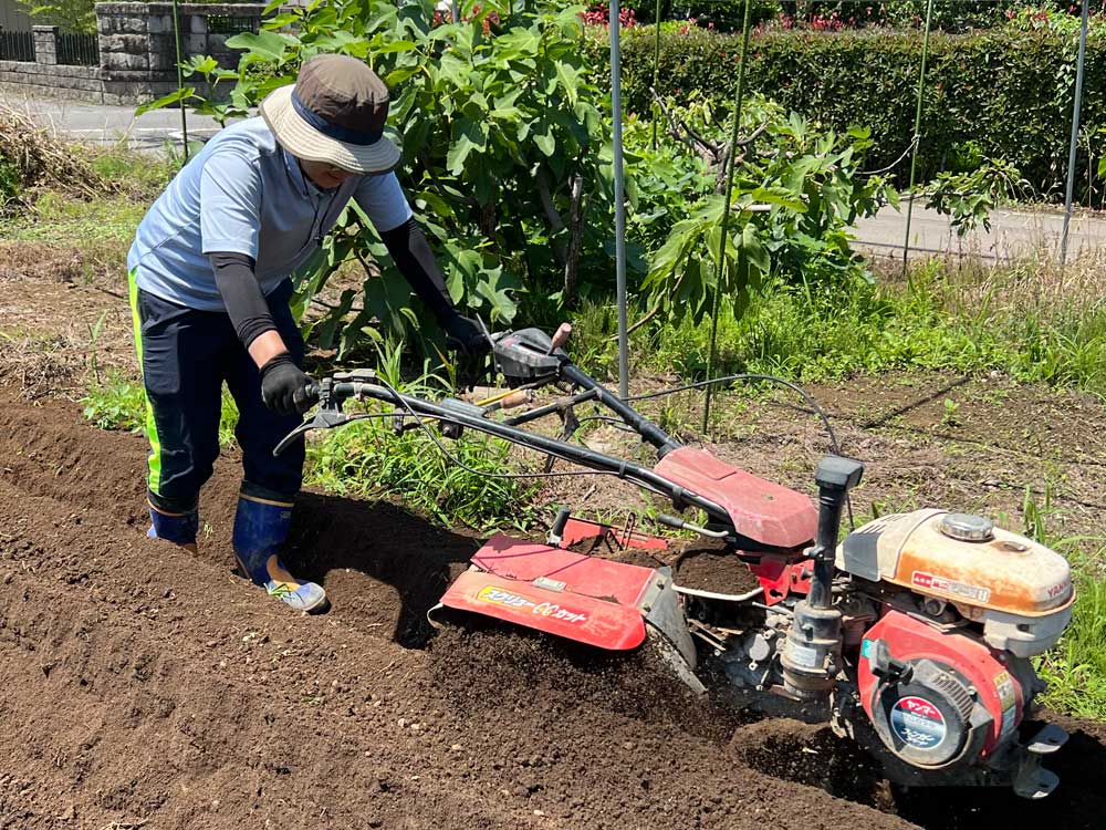 さつまいもイメージ