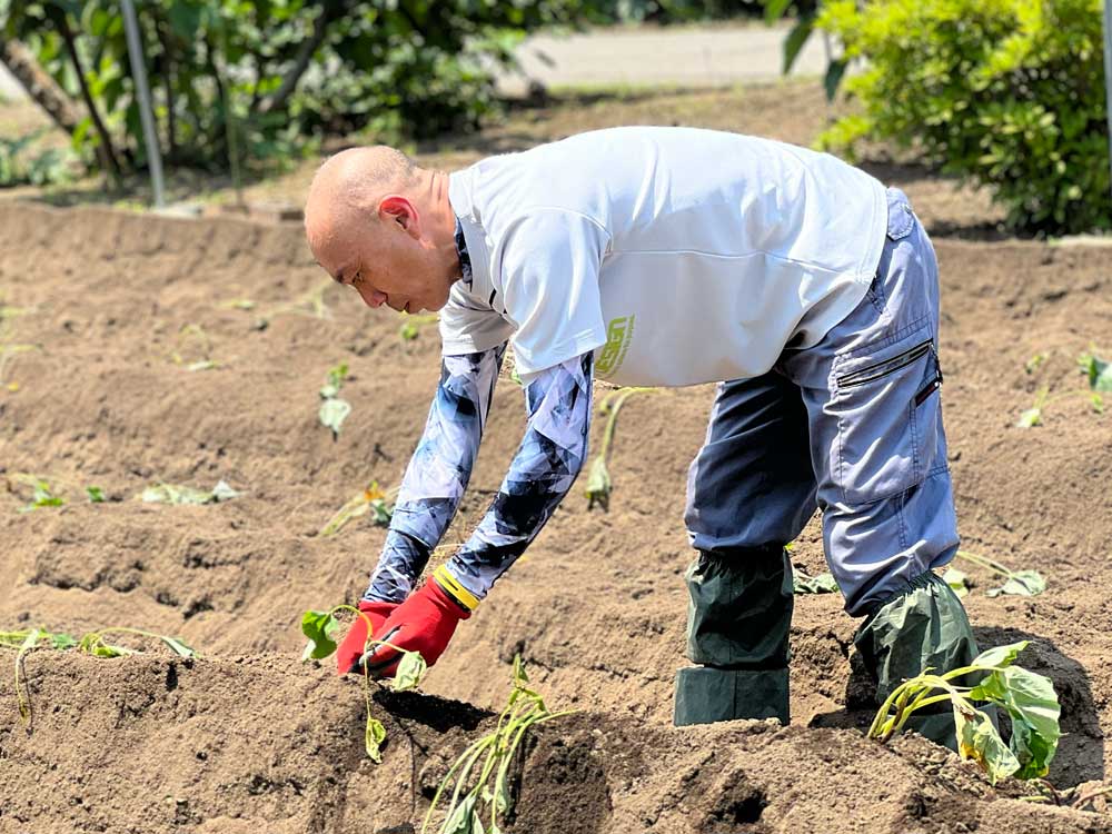 さつまいもイメージ