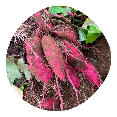 さつまいもイメージ