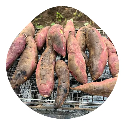 さつまいもイメージ